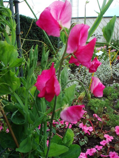 Lathyrus odoratus 'Mammouth' fleur